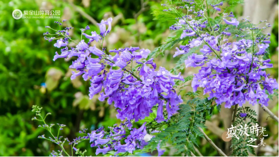 熏风阜物夏即来，蓝花楹满紫金山241.png