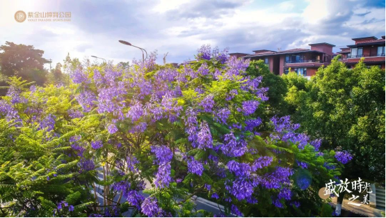 熏风阜物夏即来，蓝花楹满紫金山481.png