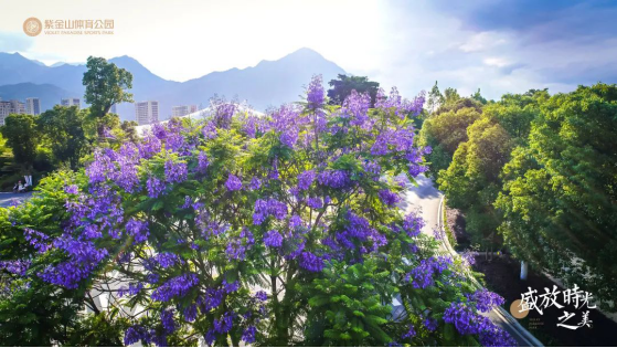 熏风阜物夏即来，蓝花楹满紫金山679.png